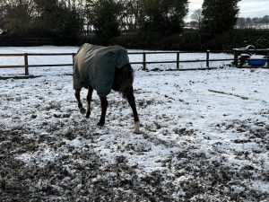 winter arena surface