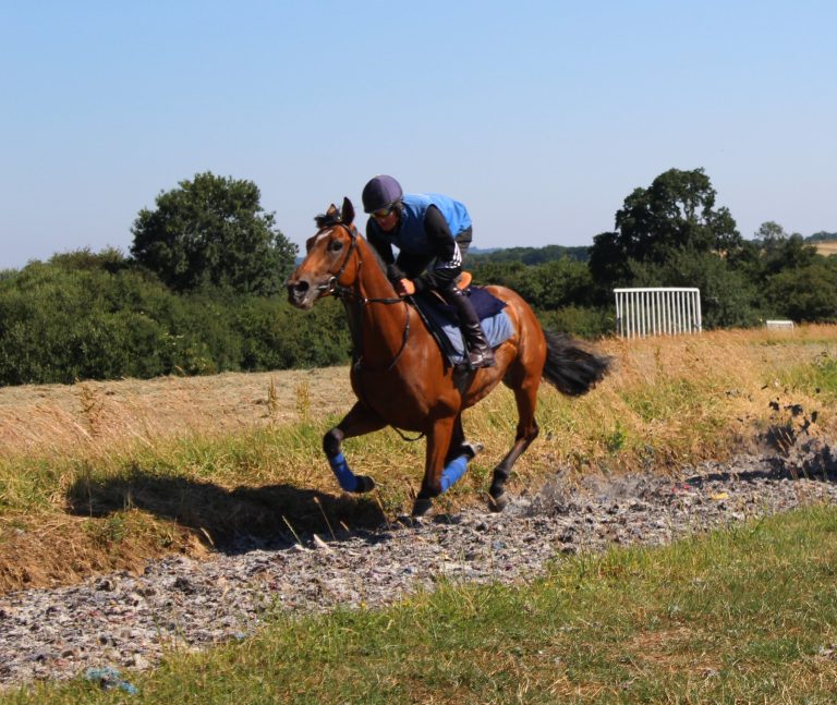 carpet fibre gallop