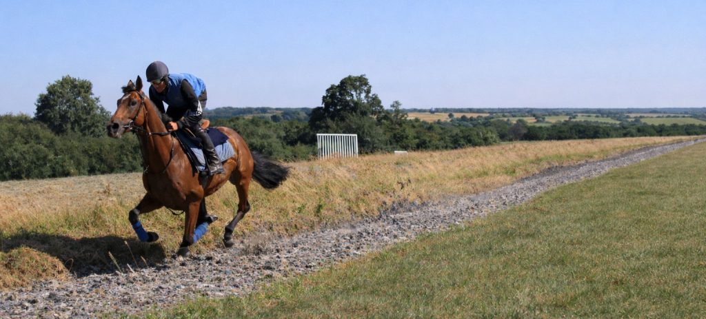 Equestrian Surface Solutions Fibre Surfaces