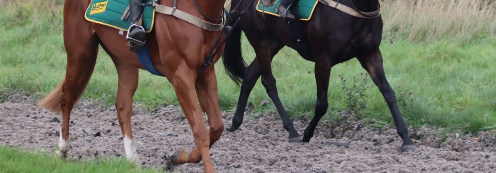 canter on the gallop