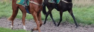canter on the gallop