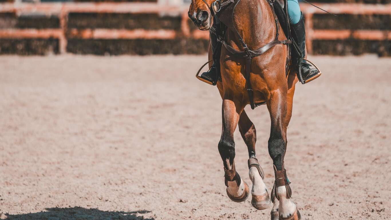 Equestrian Surface Solutions