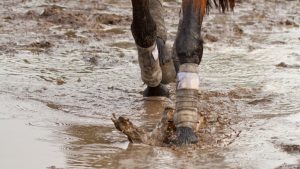 waterlogged surface